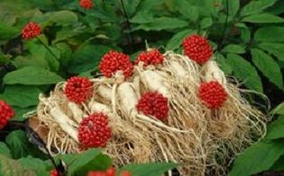 Ginseng erhöht die Durchblutung des Penis